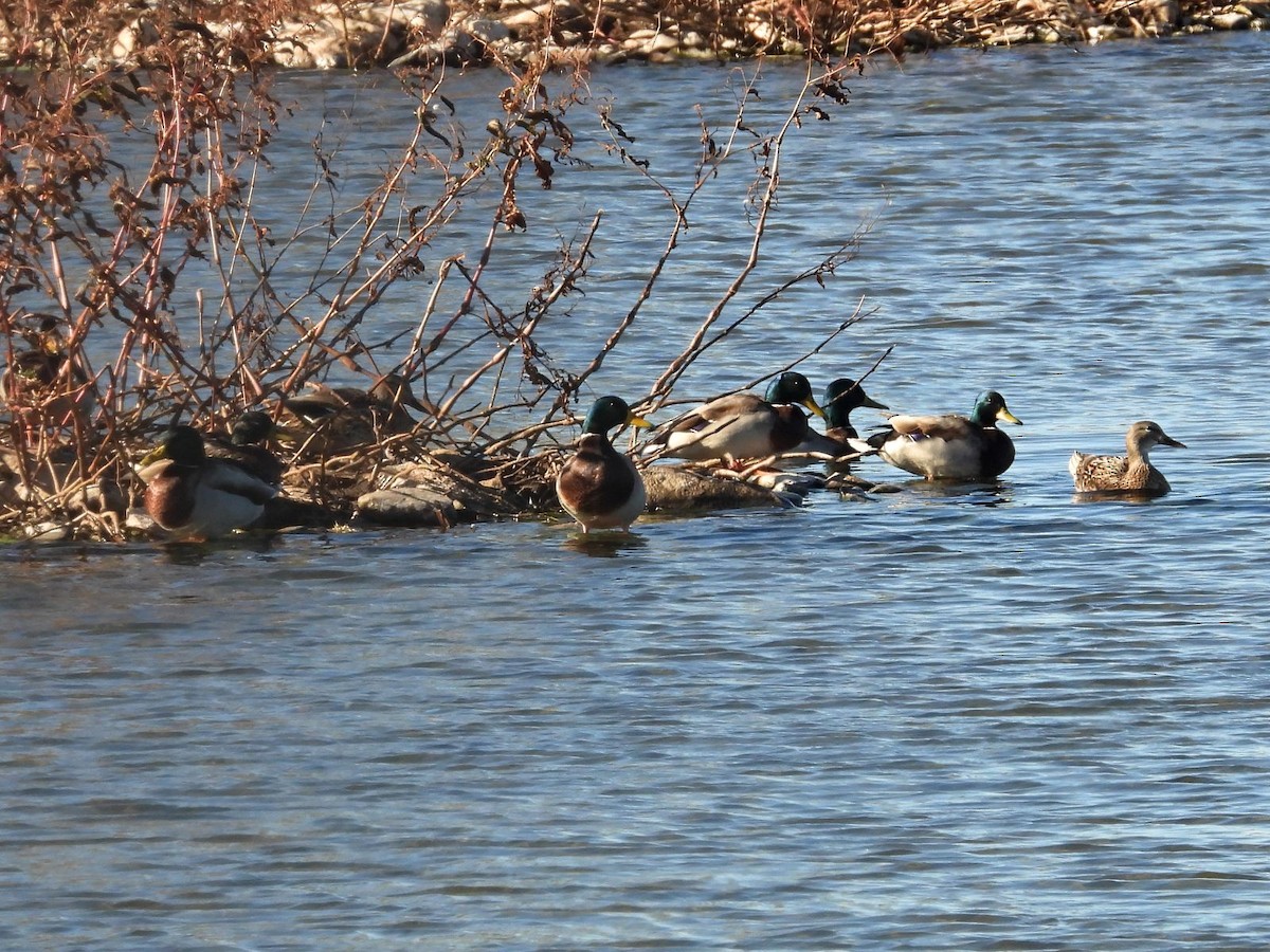 Mallard - ML644360205