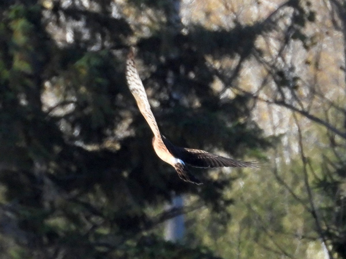 Northern Harrier - ML644360206