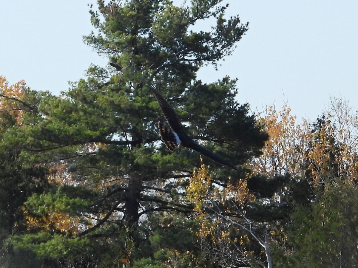 Northern Harrier - ML644360207