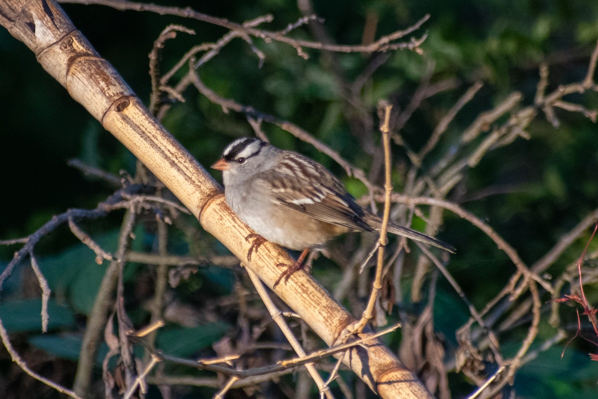 White-crowned Sparrow - ML644360224