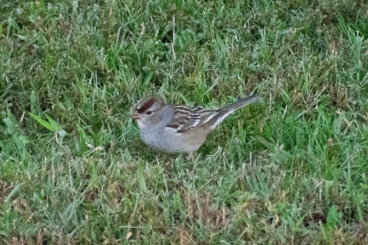 White-crowned Sparrow - ML644360225