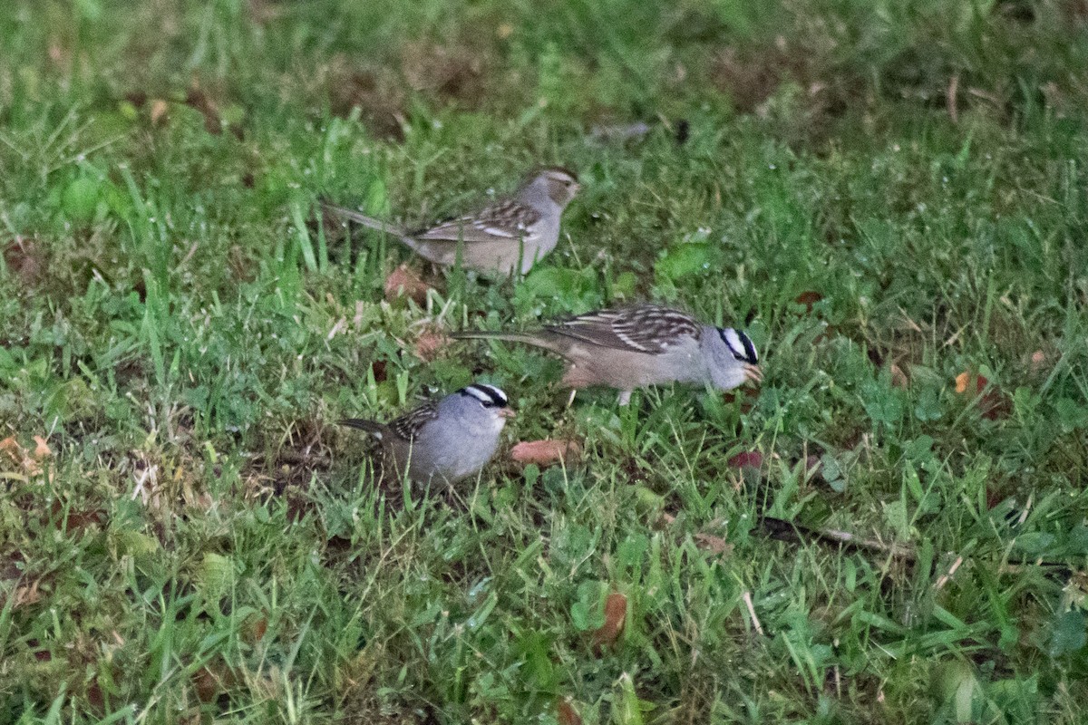 White-crowned Sparrow - ML644360226
