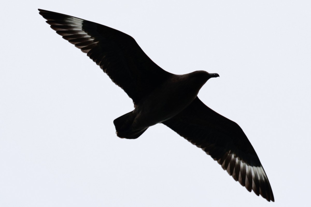 chaluha chilská - ML644360229