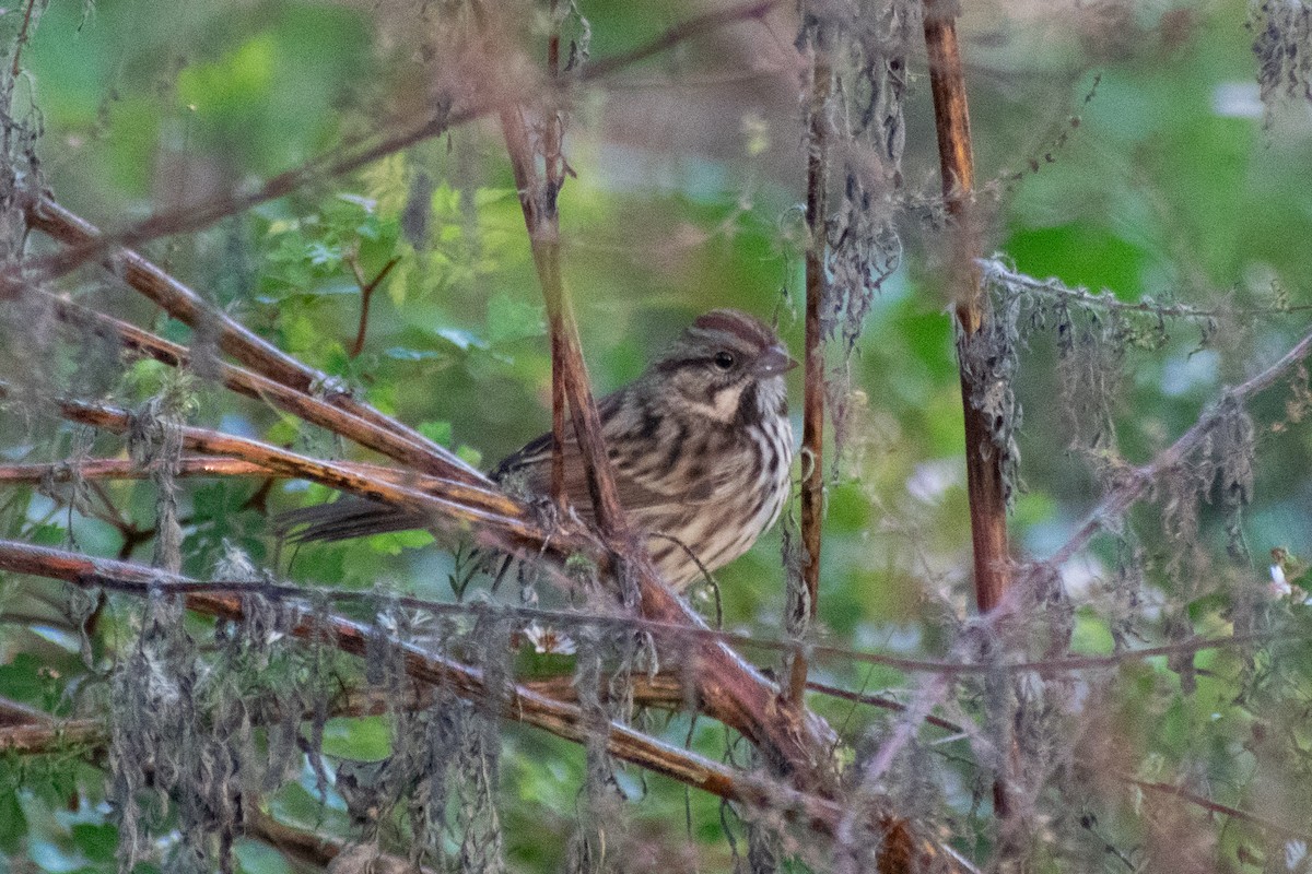 Song Sparrow - ML644360230