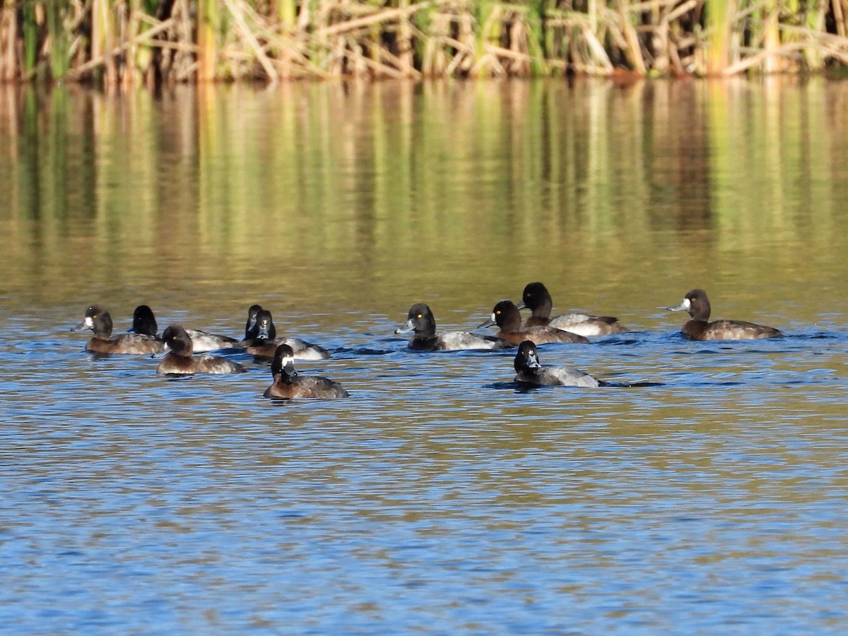 Lesser Scaup - ML644360251