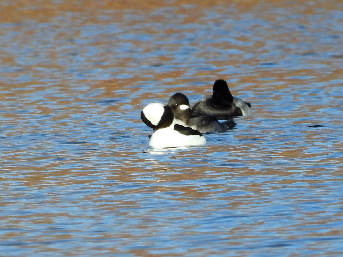 Bufflehead - ML644360255