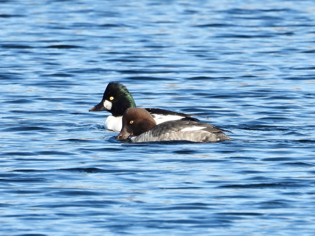 Гоголь - ML644360257