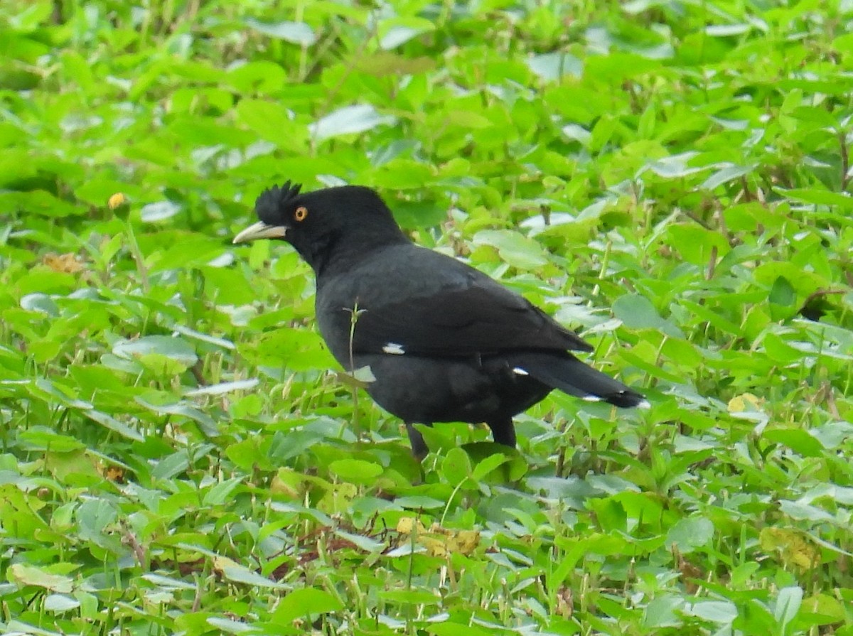 Crested Myna - ML644360260