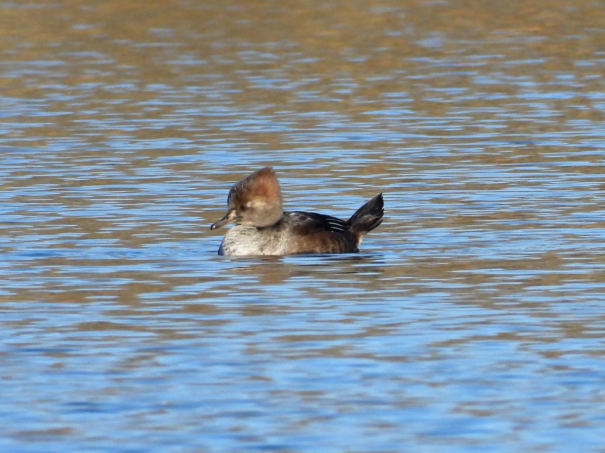 Hooded Merganser - ML644360261