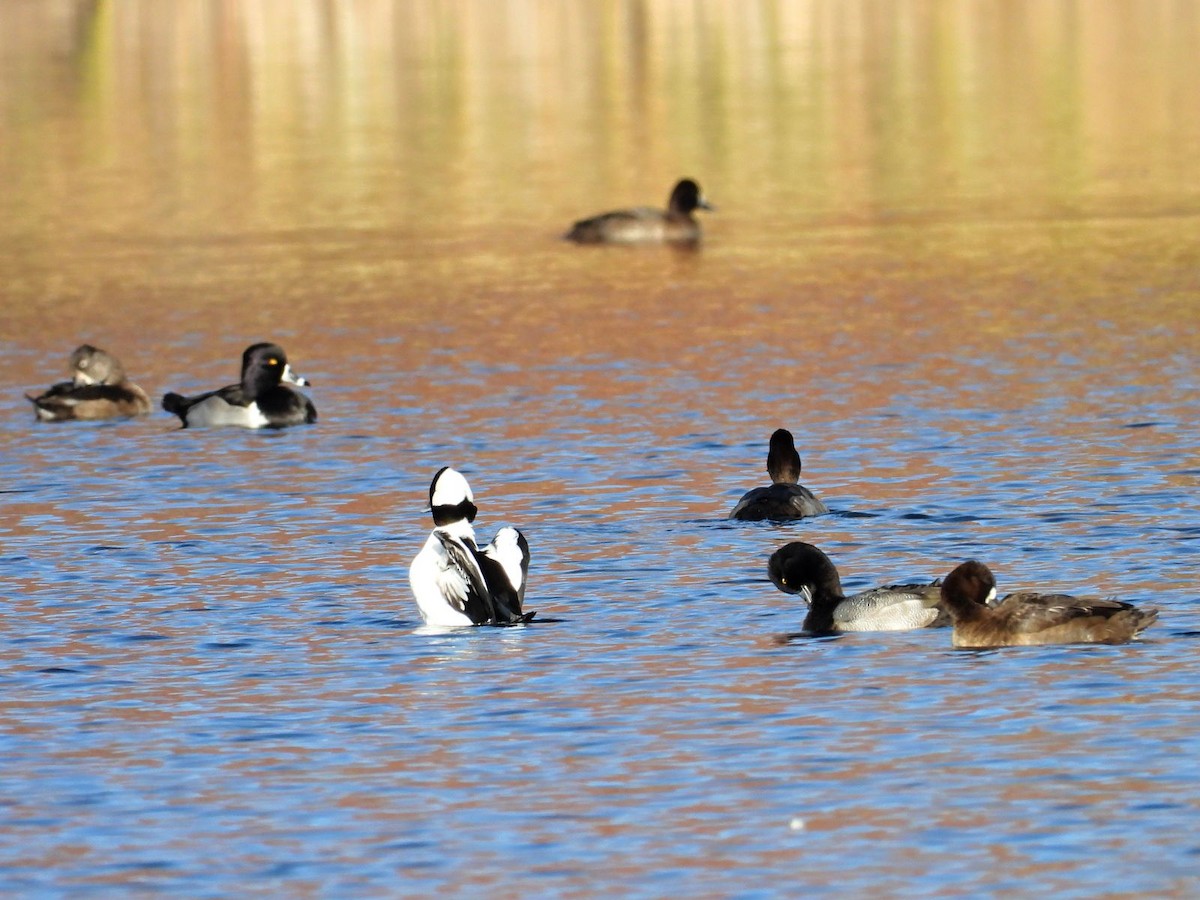 Ring-necked Duck - ML644360264