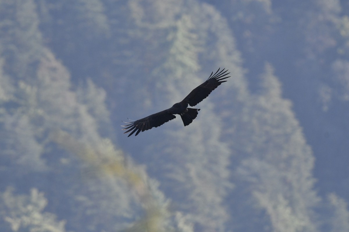 Орел чорний - ML644360267