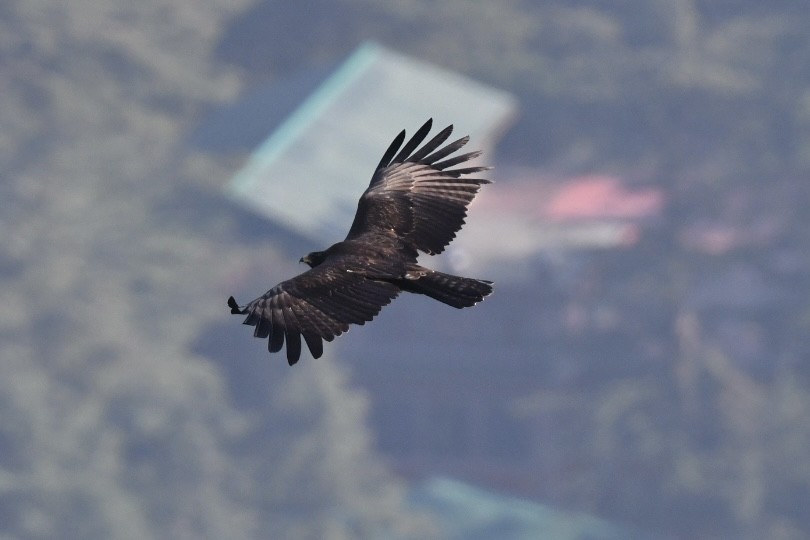 Орел чорний - ML644360268