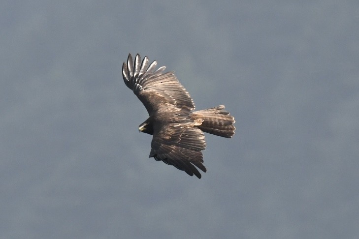 Орел чорний - ML644360269