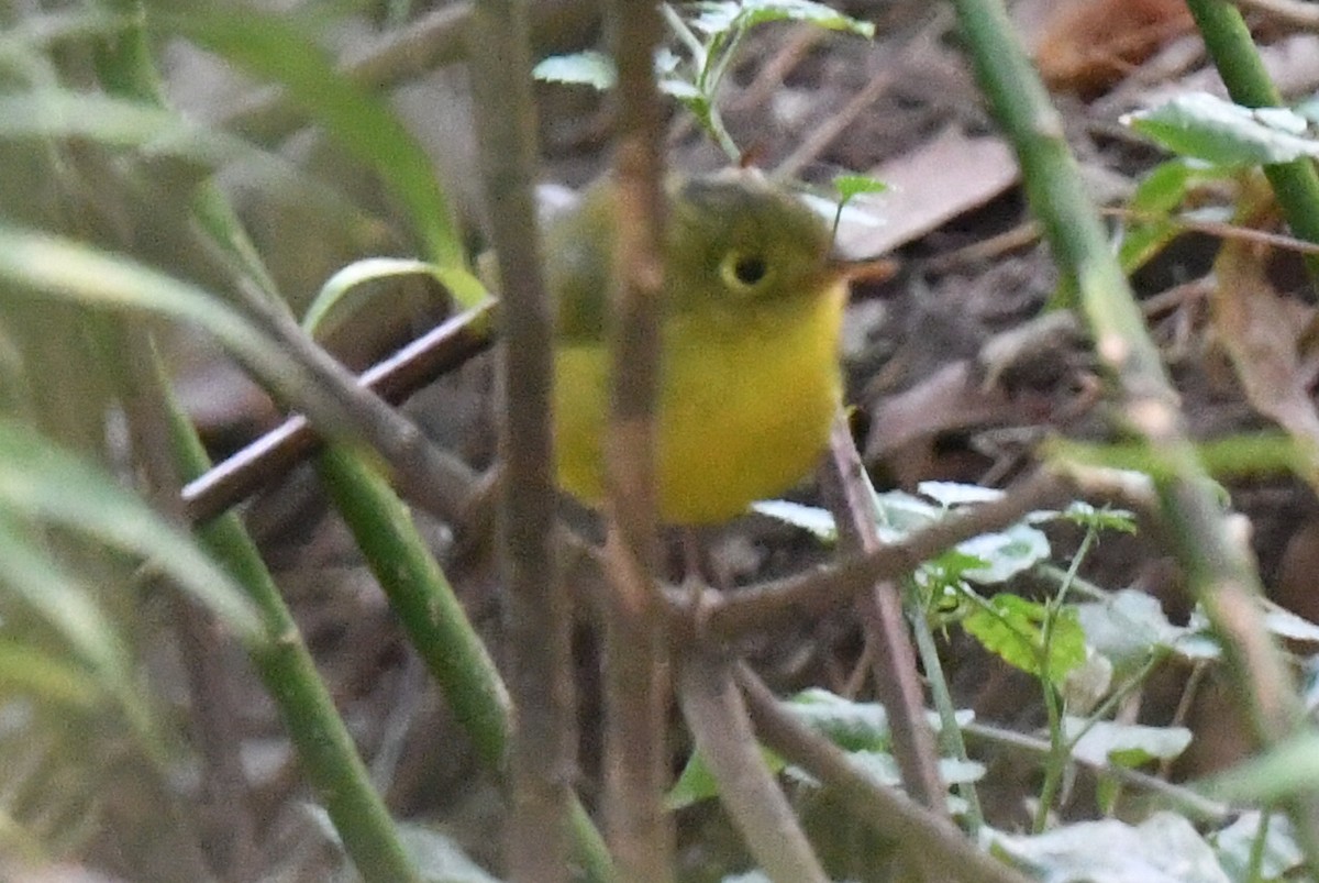 budníček himálajský - ML644360275