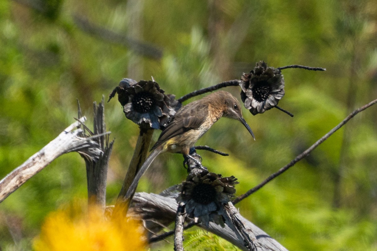 Cape Sugarbird - ML644360280