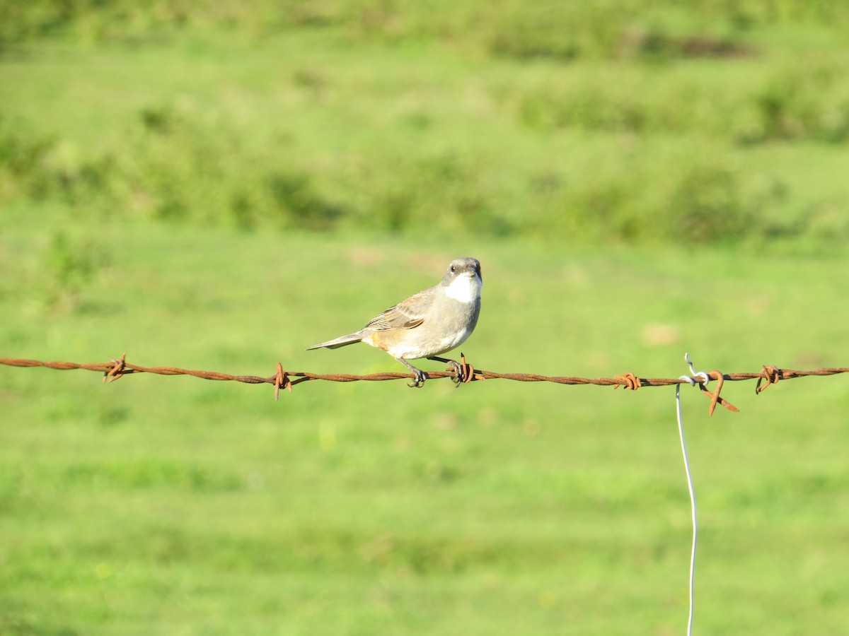Diuca Finch - ML644360283