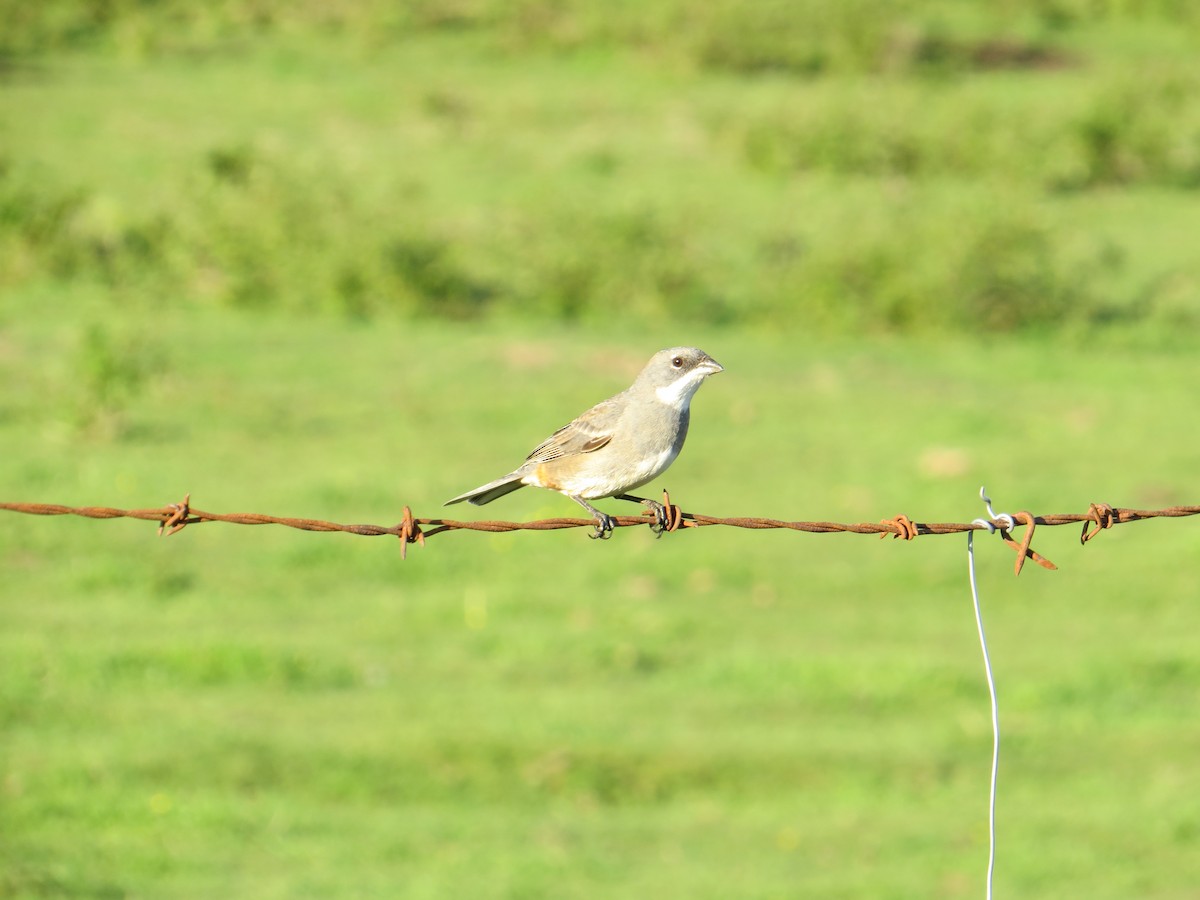 Diuca Finch - ML644360284