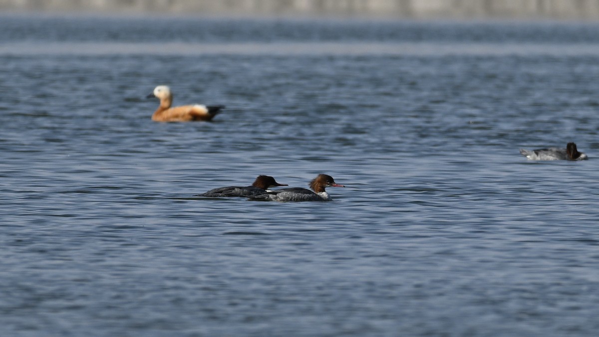 Common Merganser - ML644360290