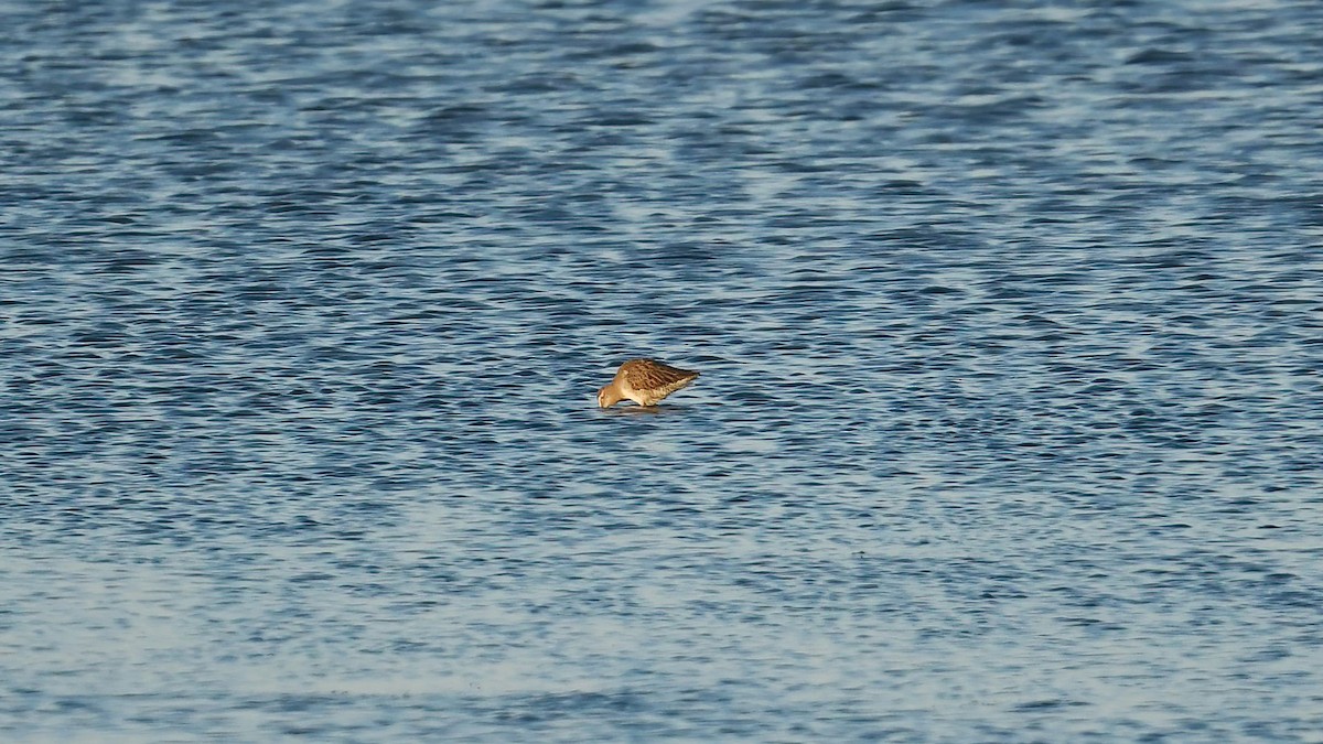 slukovec dlouhozobý - ML644360291