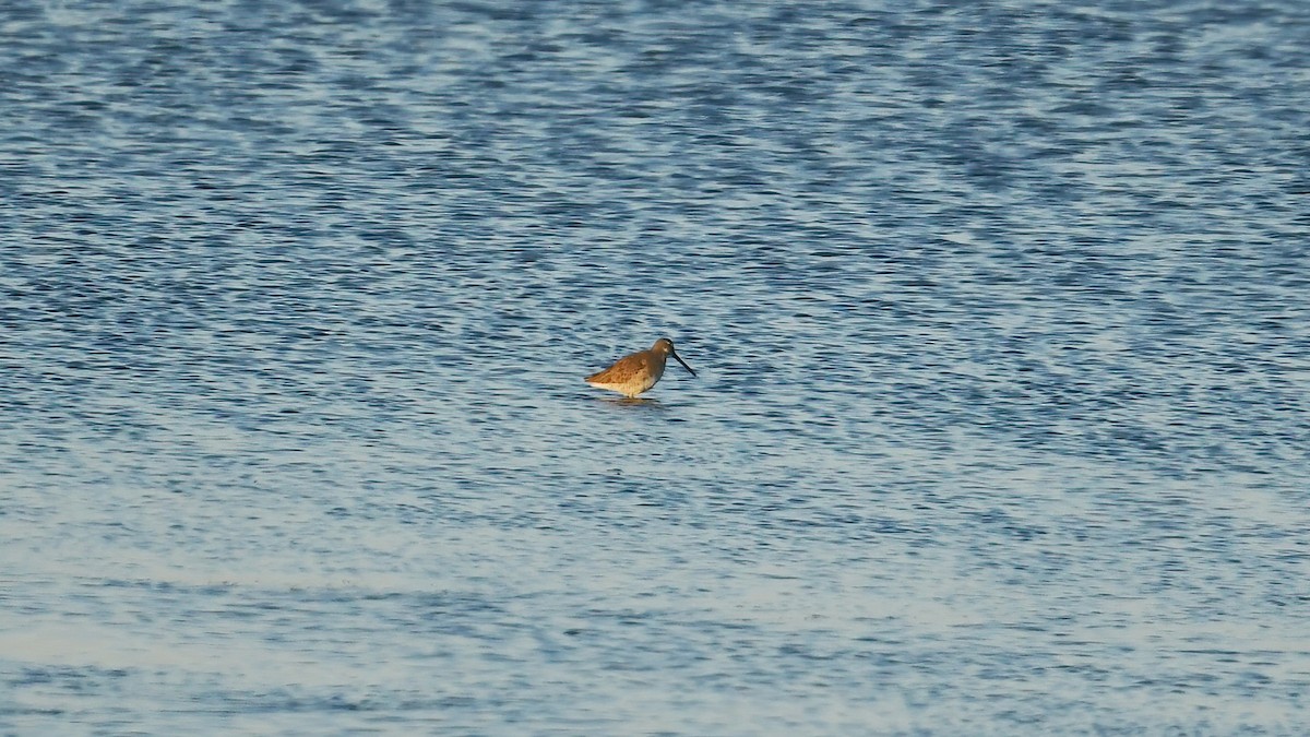 slukovec dlouhozobý - ML644360297