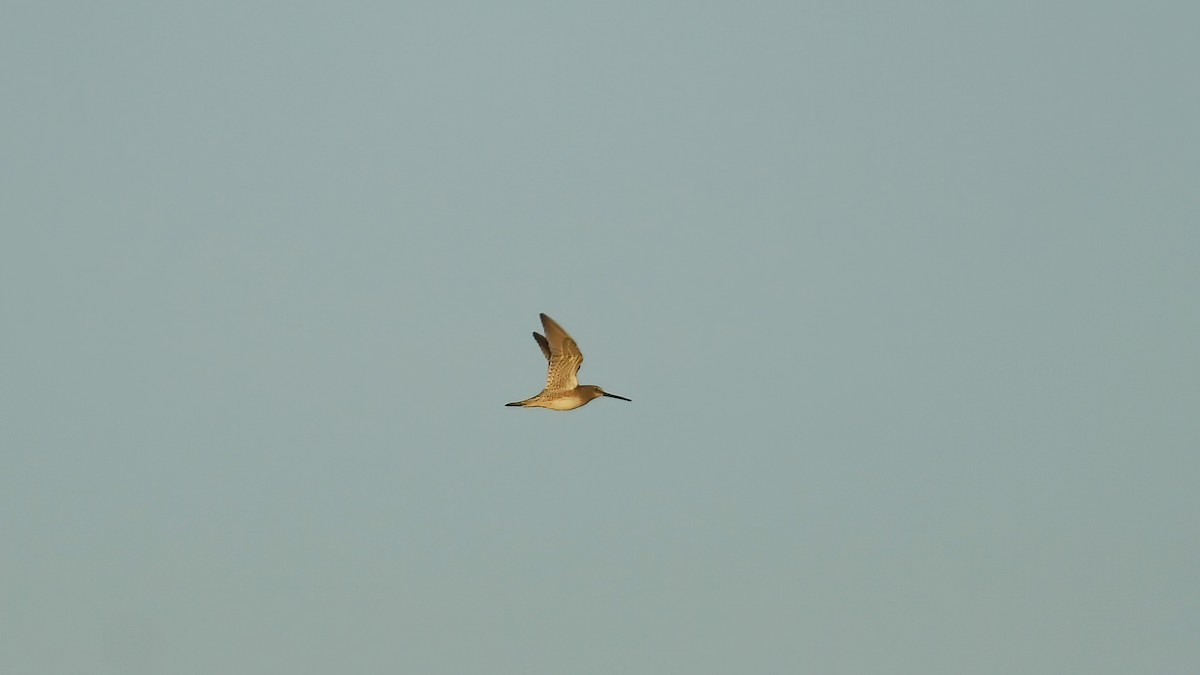 slukovec dlouhozobý - ML644360301