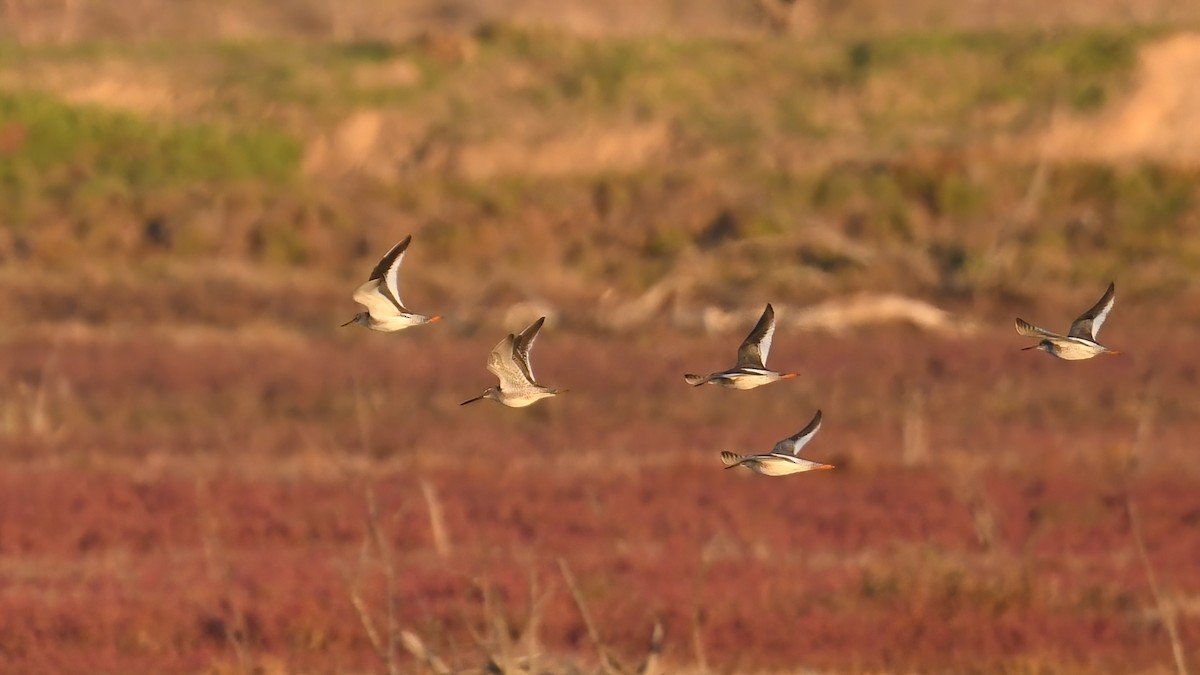 slukovec dlouhozobý - ML644360304