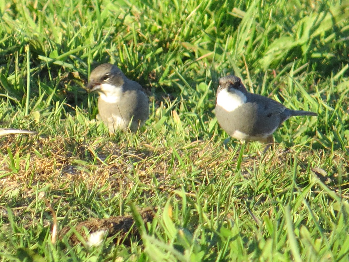 Diuca Finch - ML644360307