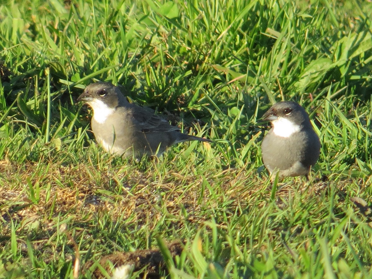 Diuca Finch - ML644360308