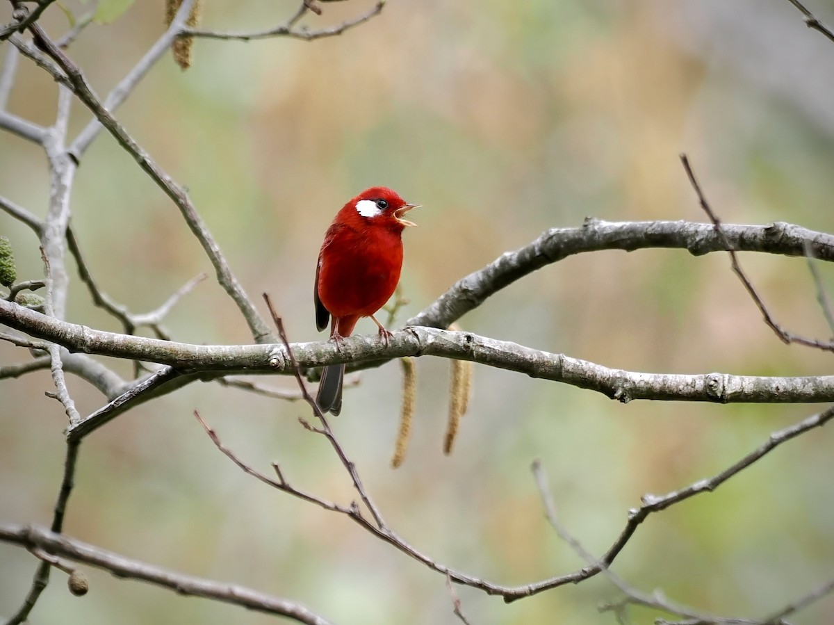 Red Warbler (White-cheeked) - ML644360315