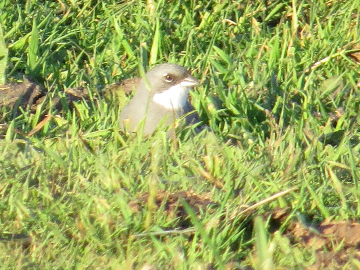 Diuca Finch - ML644360328