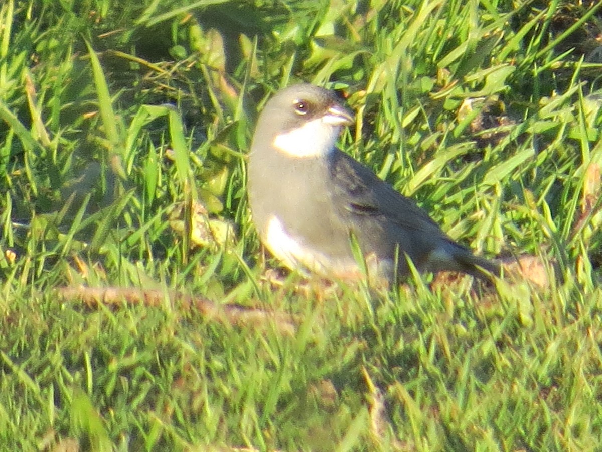 Diuca Finch - ML644360329