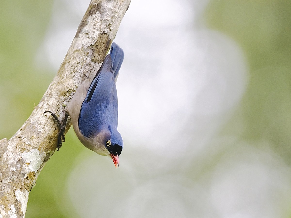 Velvet-fronted Nuthatch - ML644360331