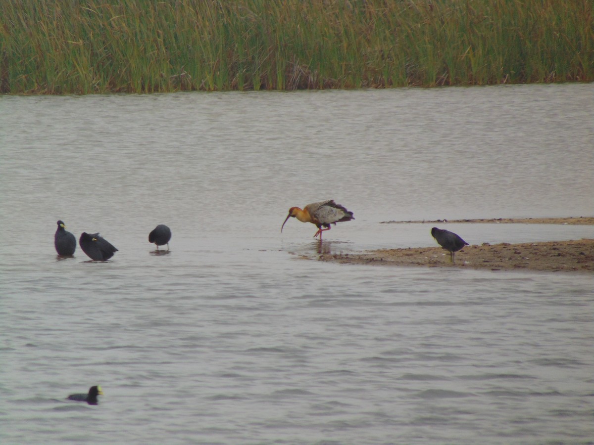 İbikli Sarıca Aynak - ML644360336