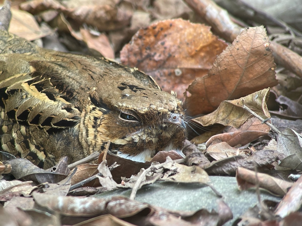 pauraquenattravn - ML644360337