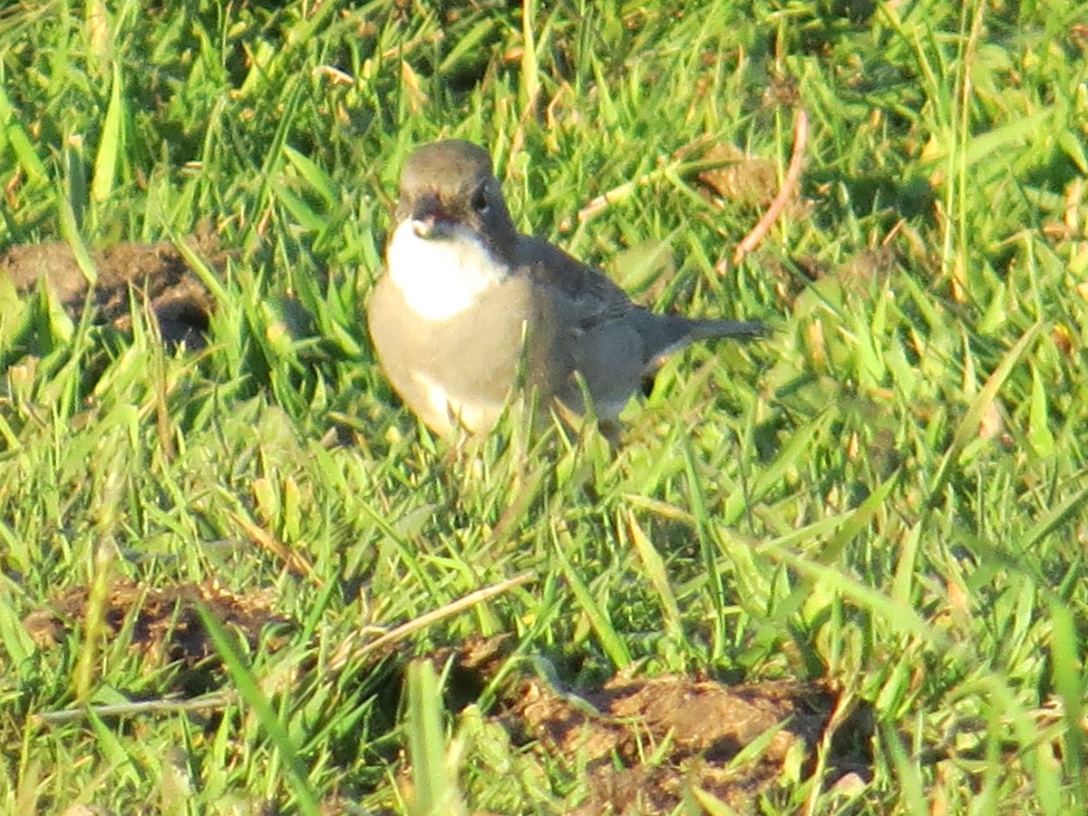 Diuca Finch - ML644360339