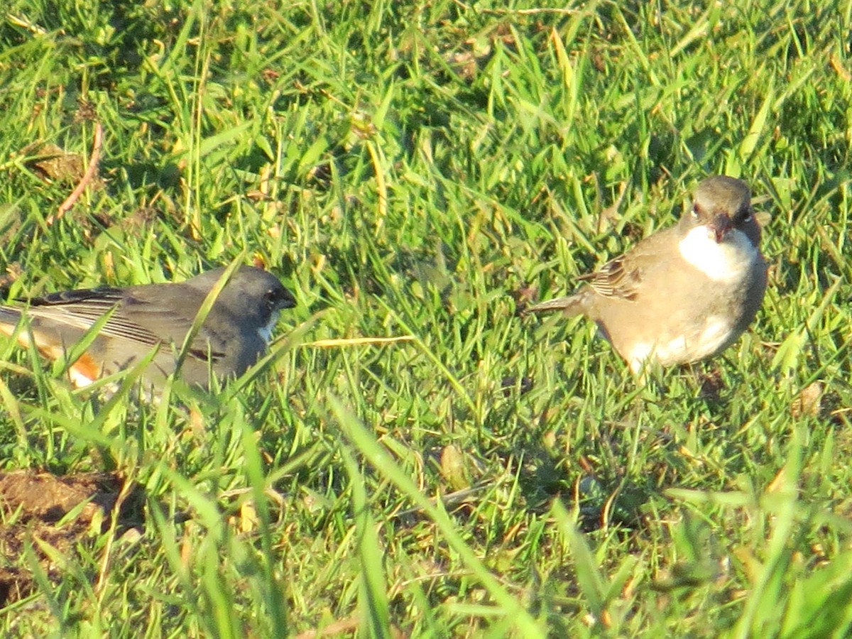 Diuca Finch - ML644360341