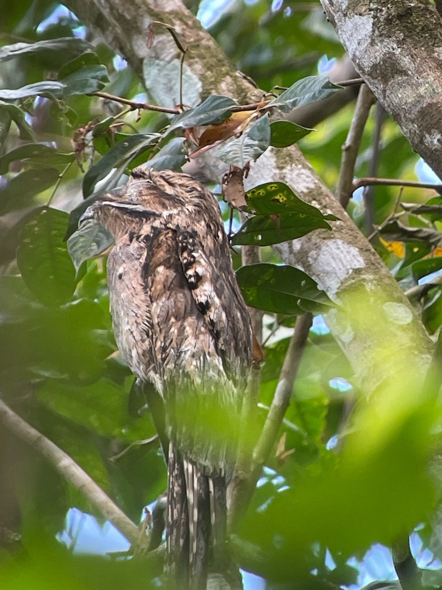 Common Potoo - ML644360342