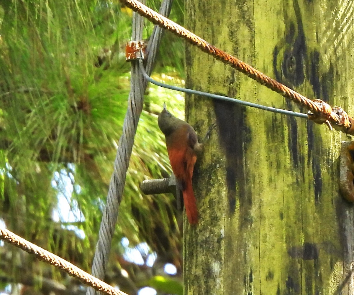 Olivaceous Woodcreeper - ML644360343