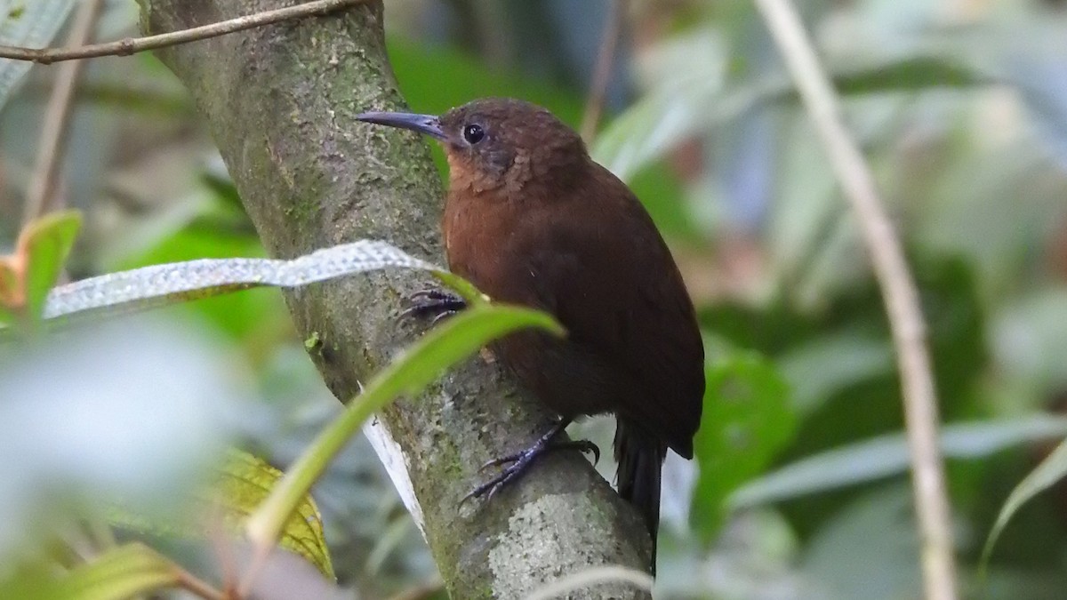 South American Leaftosser - ML644360344