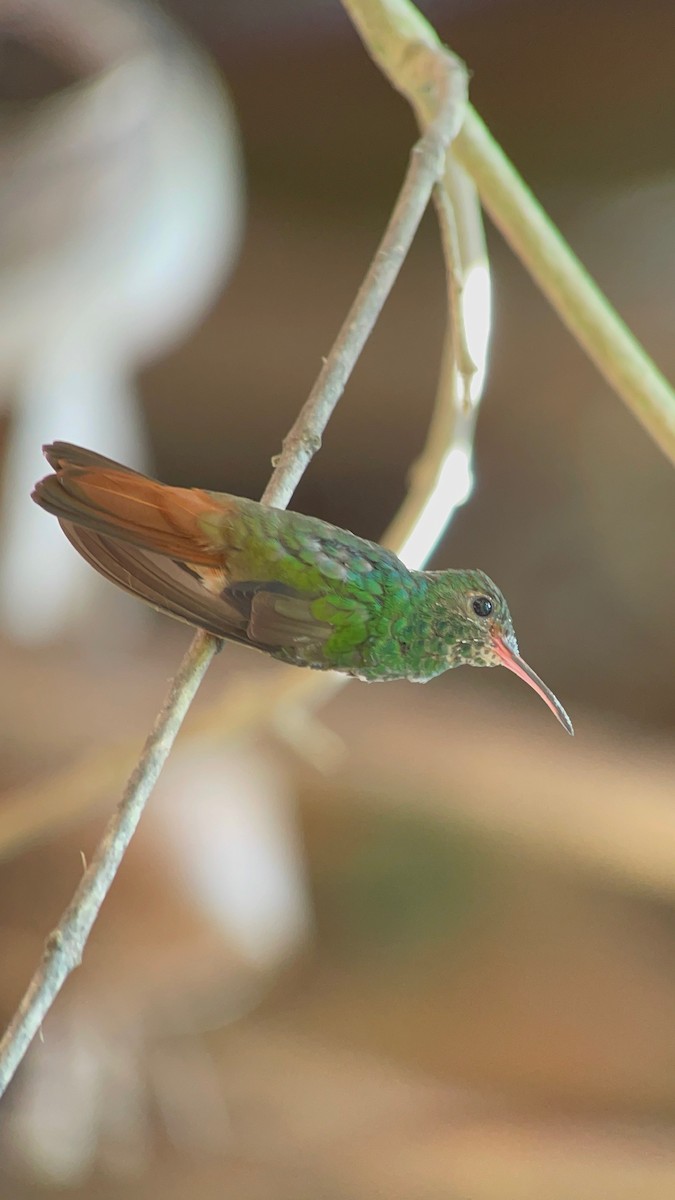 Rufous-tailed Hummingbird - ML644360345