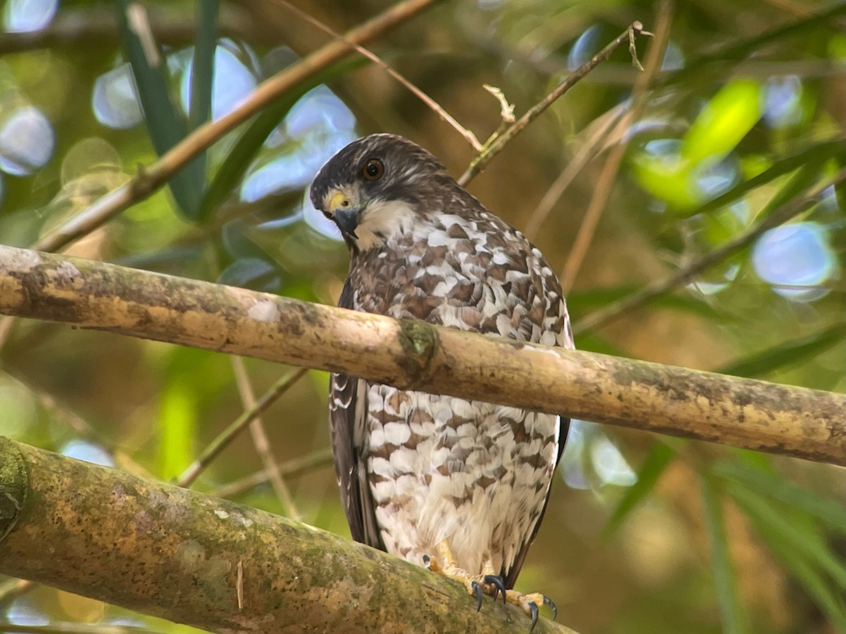 Broad-winged Hawk - ML644360347