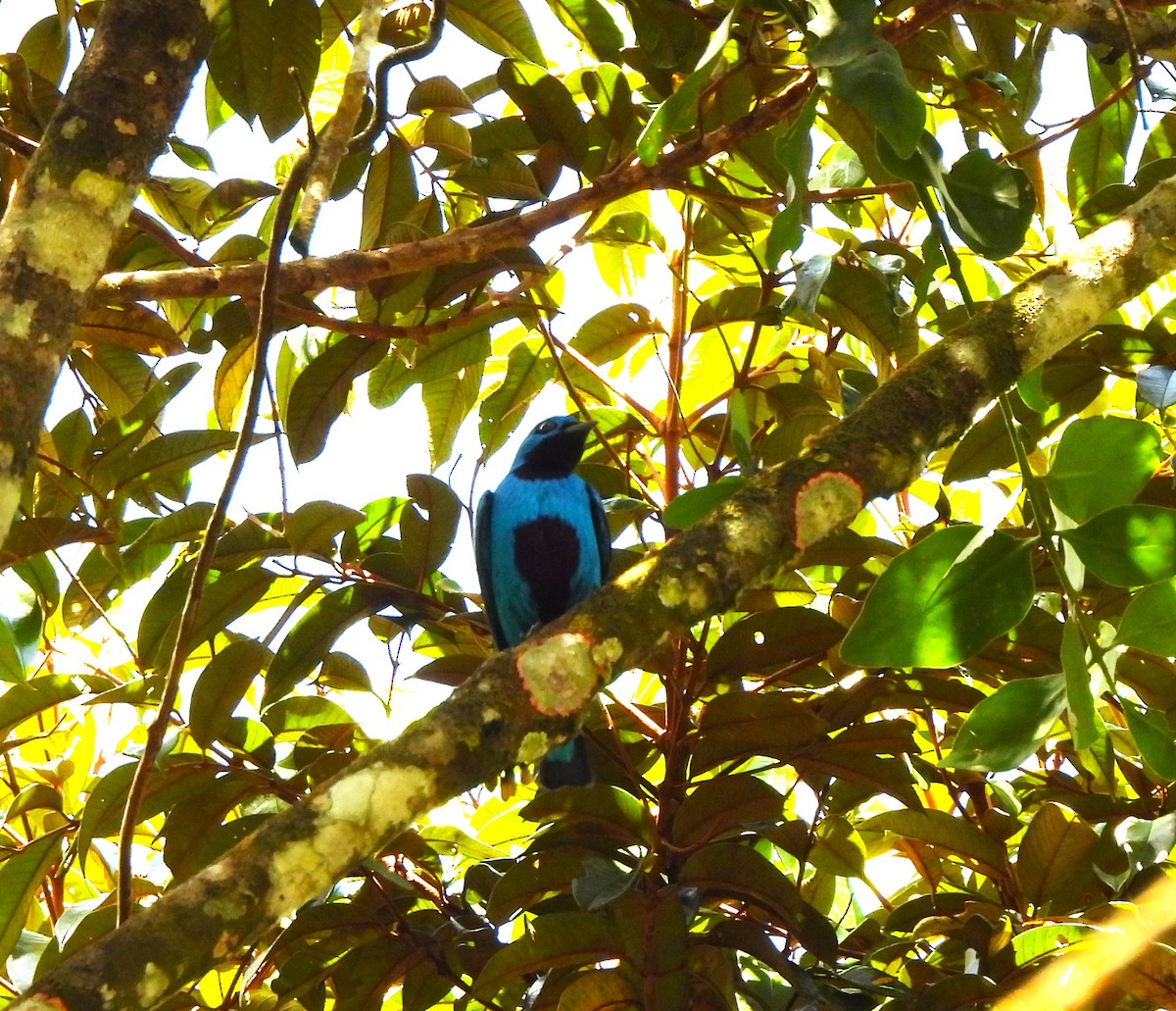 Blue Cotinga - ML644360348