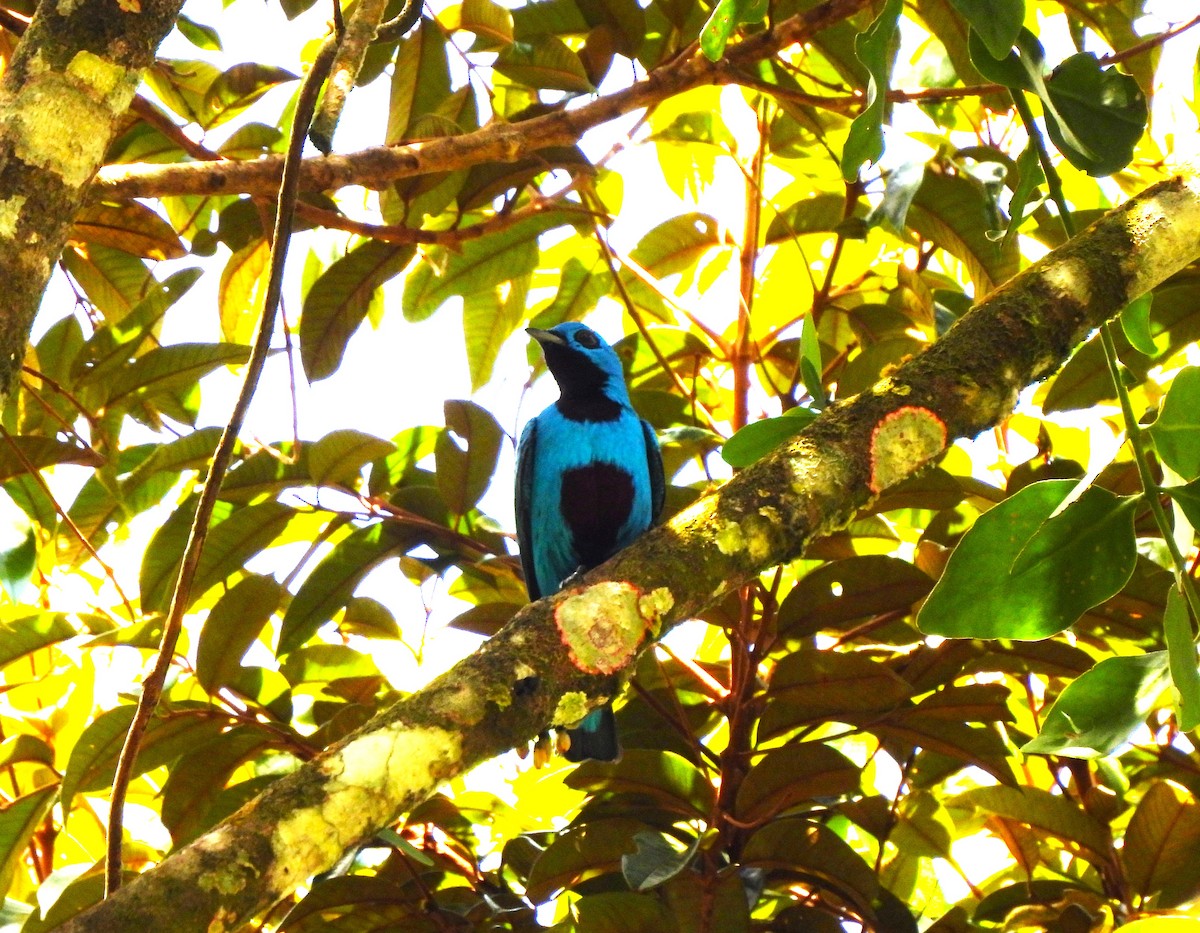 Blue Cotinga - ML644360349