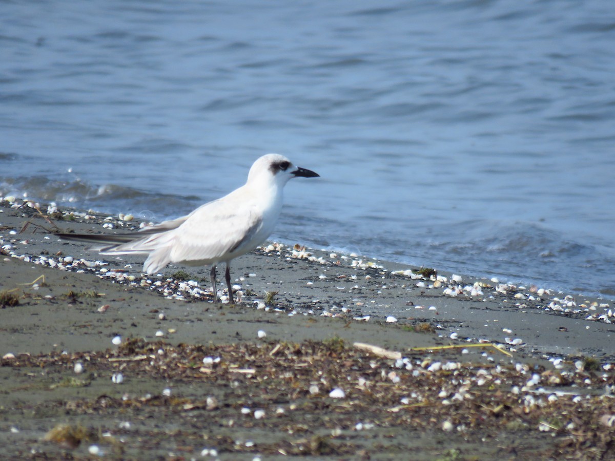 Lachseeschwalbe - ML644360354