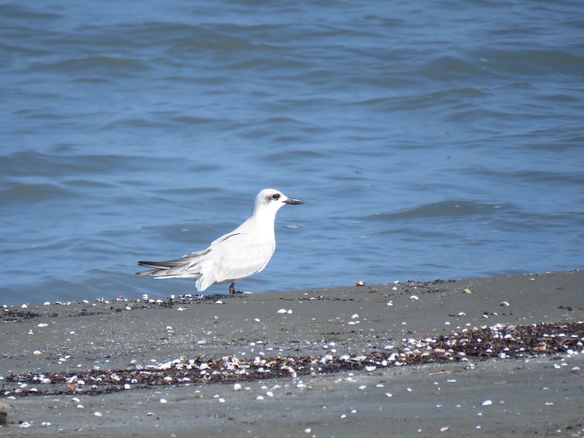 Lachseeschwalbe - ML644360355