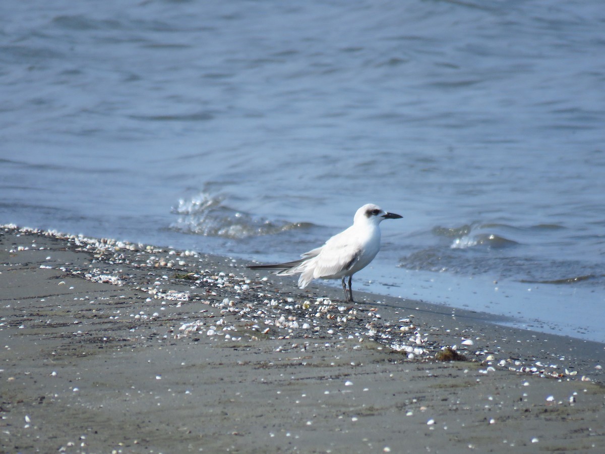 Lachseeschwalbe - ML644360356