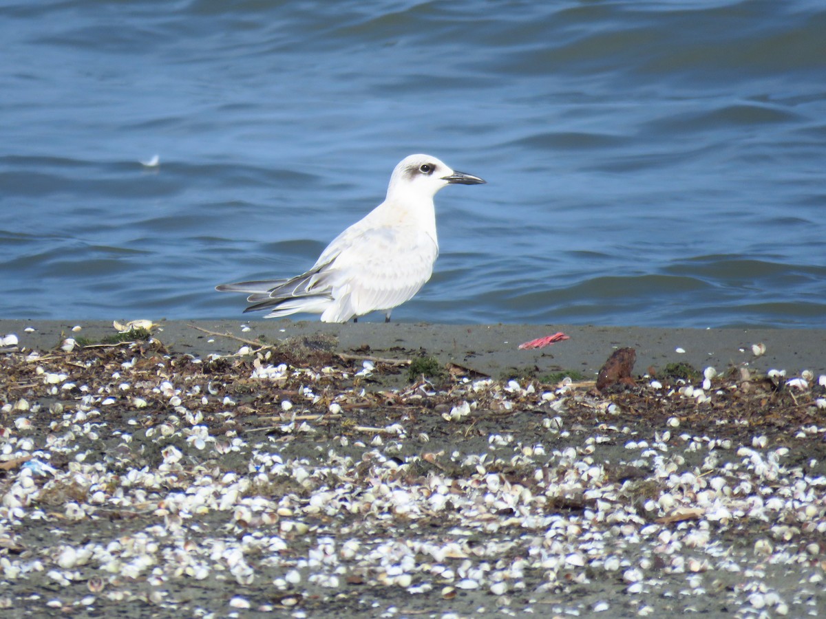 Lachseeschwalbe - ML644360357