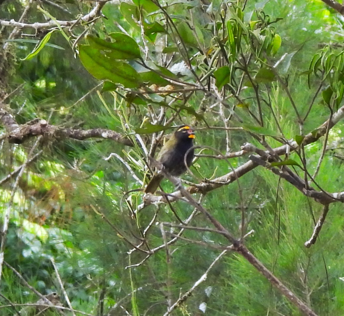 Yellow-faced Grassquit - ML644360374