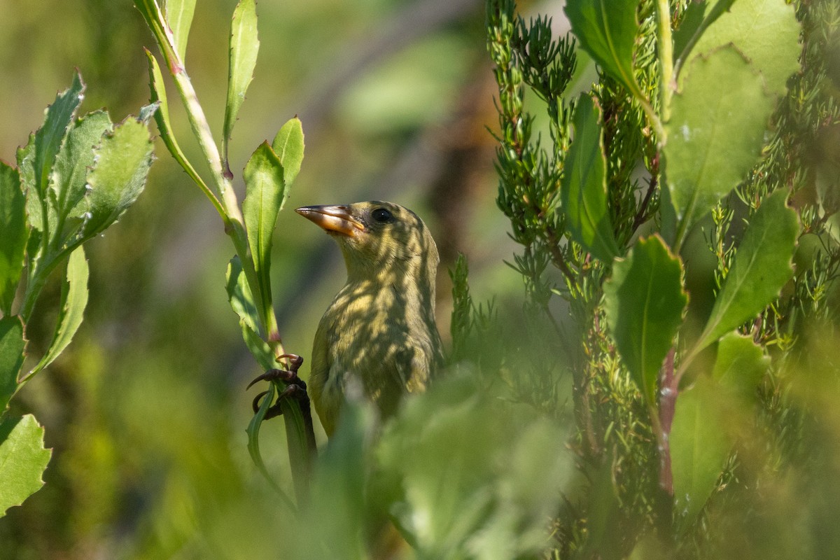 Cape Weaver - ML644360375