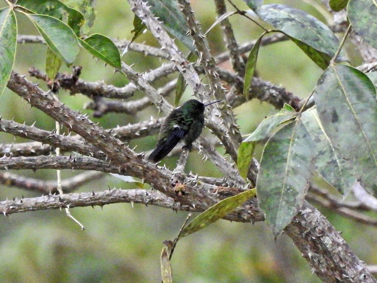 Western Emerald - ML644360382